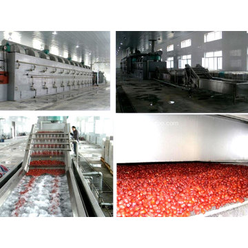 DWT Series Dehydration Vegetable Belt Dryer